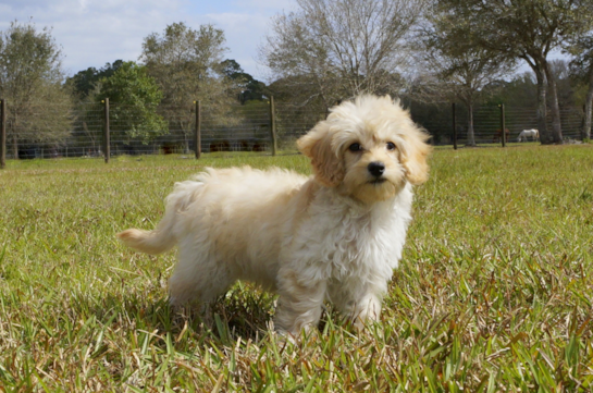 345 week old Cavapoo Puppy For Sale - Florida Fur Babies