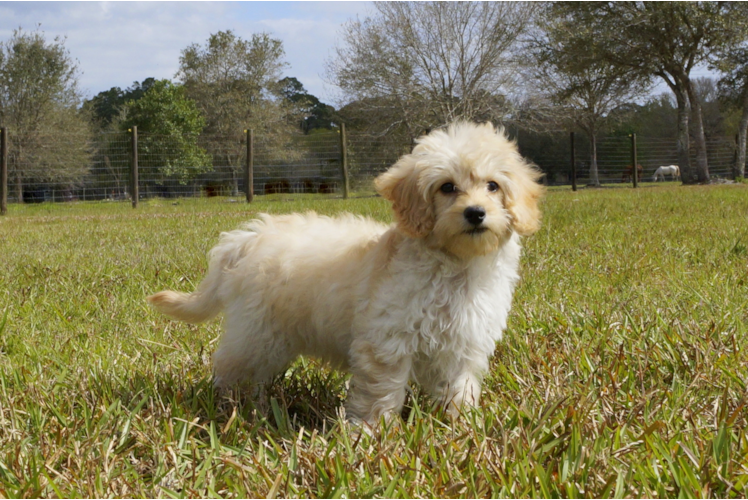 Meet Aj - our Cavapoo Puppy Photo 1/3 - Florida Fur Babies