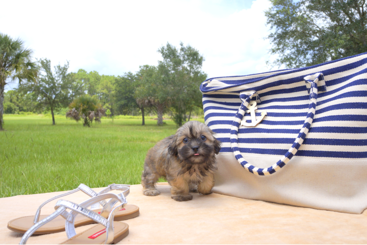 Meet Jade - our Teddy Bear Puppy Photo 2/2 - Florida Fur Babies