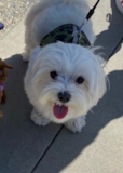Cute Maltese Purebred Pup Cute Maltese Purebred Pup