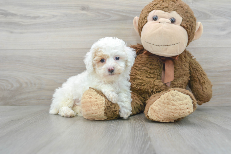 Meet Adobe - our Poodle Puppy Photo 1/3 - Florida Fur Babies