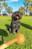 Cute Cavalier Poodle Mix Pup