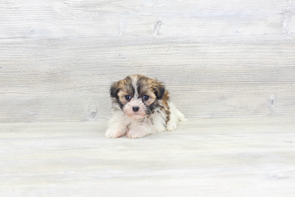 Meet Blush - our Havanese Puppy Photo 3/4 - Florida Fur Babies