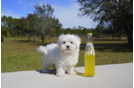 Meet  Christopher - our Maltese Puppy Photo 3/5 - Florida Fur Babies