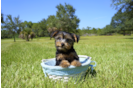 Meet Wyatt - our Yorkshire Terrier Puppy Photo 1/3 - Florida Fur Babies