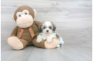 Meet Arielle - our Teddy Bear Puppy Photo 2/3 - Florida Fur Babies