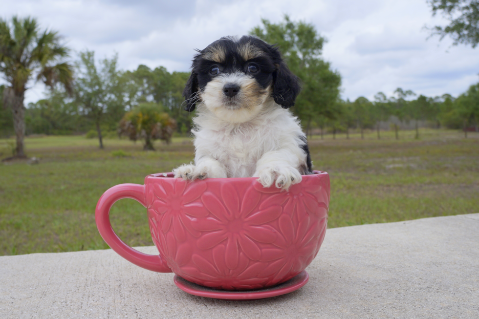 Meet Winchester - our Cavachon Puppy Photo 3/4 - Florida Fur Babies