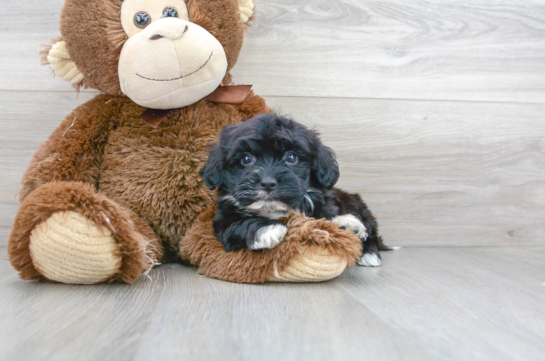 16 week old Havapoo Puppy For Sale - Florida Fur Babies