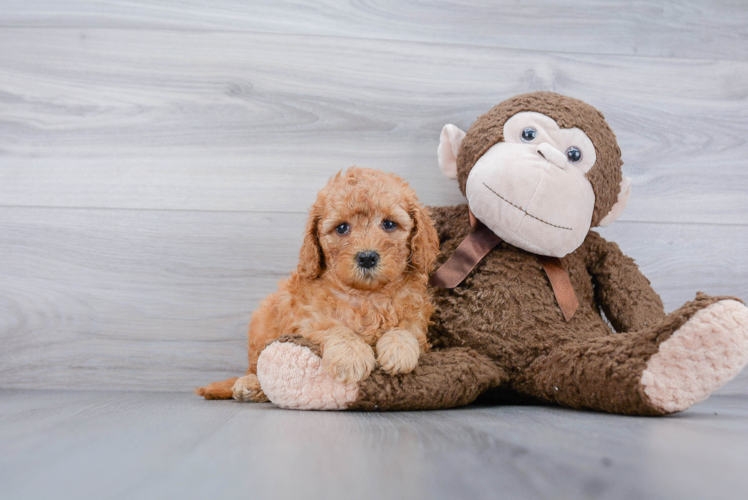 Meet Eve - our Mini Goldendoodle Puppy Photo 2/3 - Florida Fur Babies