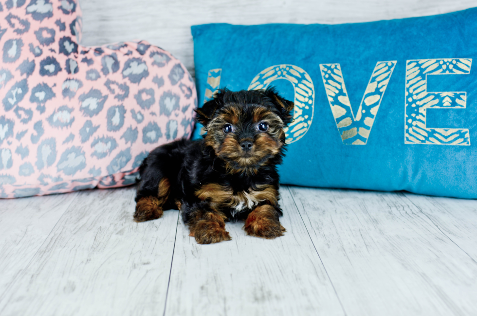 Meet  Roxy - our Yorkshire Terrier Puppy Photo 2/4 - Florida Fur Babies