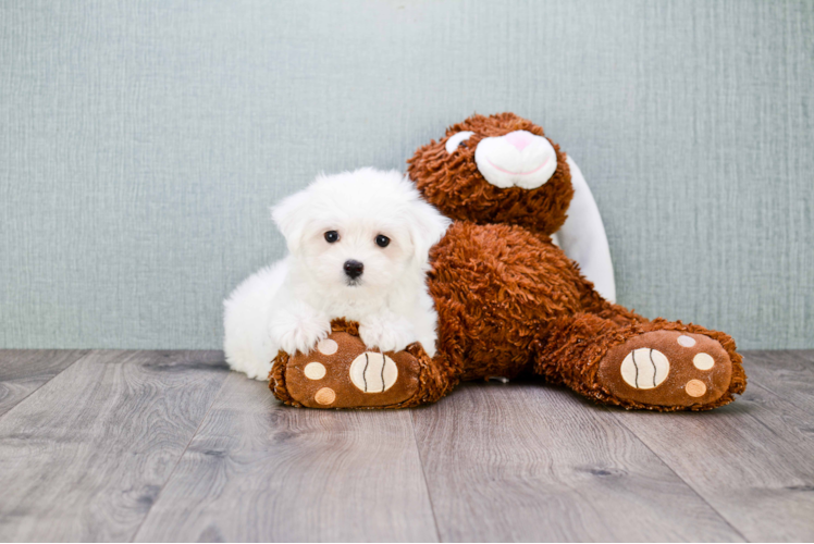 Meet Hannah - our Maltese Puppy Photo 2/3 - Florida Fur Babies