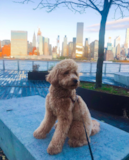 Cute Mini Goldendoodle Pup