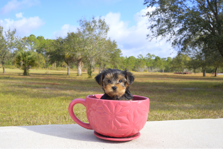 Meet  Mocha - our Yorkshire Terrier Puppy Photo 1/2 - Florida Fur Babies