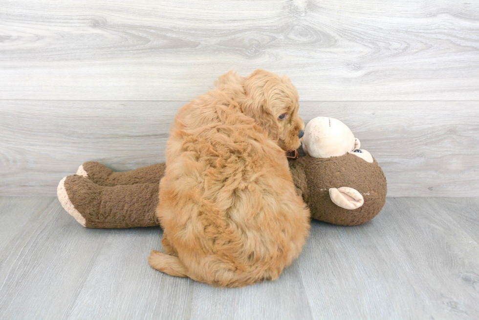 Meet Artie - our Mini Goldendoodle Puppy Photo 3/3 - Florida Fur Babies