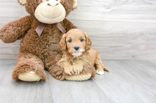 14 week old Cavapoo Puppy For Sale - Florida Fur Babies