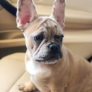 Puppy For Sale - Florida Fur Babies Puppy For Sale - Florida Fur Babies