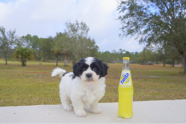 Meet  Sly - our Teddy Bear Puppy Photo 2/5 - Florida Fur Babies