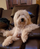 Cute Mini Goldendoodle Poodle Mix Pup Cute Mini Goldendoodle Poodle Mix Pup
