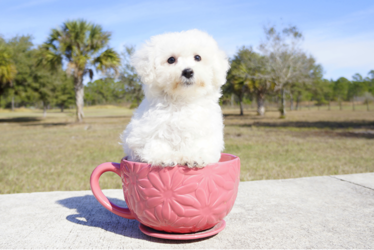 Meet Jane - our Bichon Frise Puppy Photo 1/3 - Florida Fur Babies