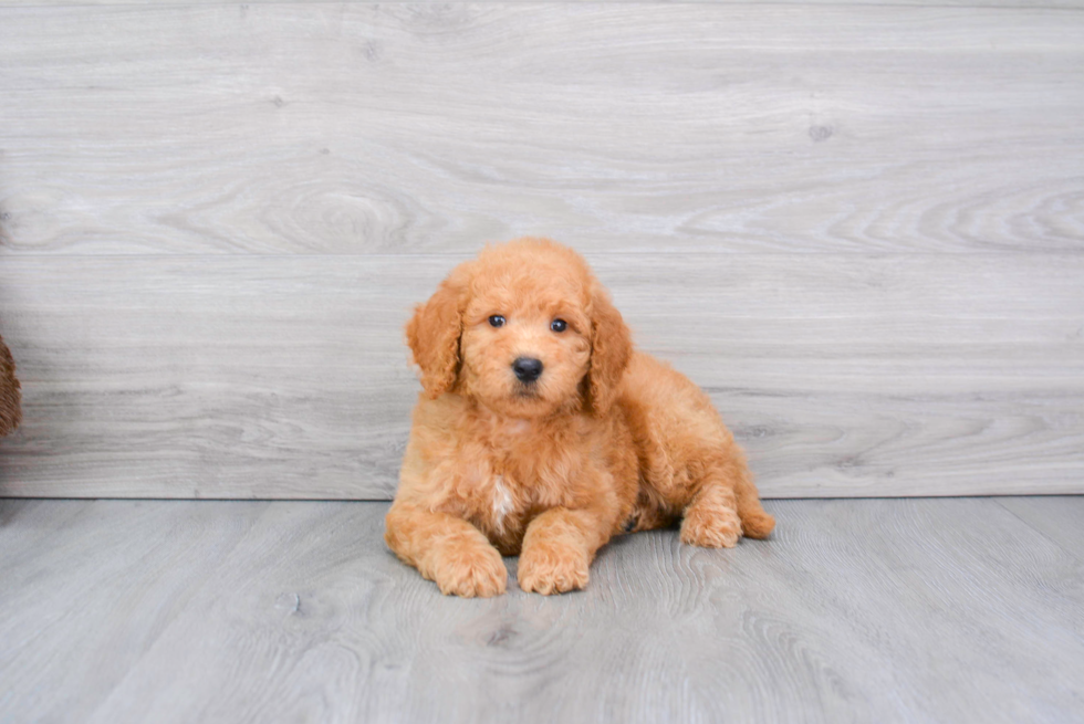 Meet Rubble - our Mini Goldendoodle Puppy Photo 3/3 - Florida Fur Babies