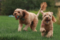 Cute Cavapoo Pup