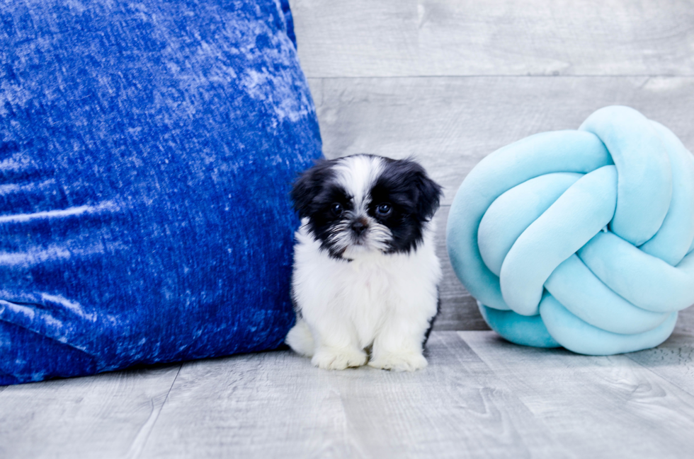 Meet Gadget - our Shih Tzu Puppy Photo 3/5 - Florida Fur Babies