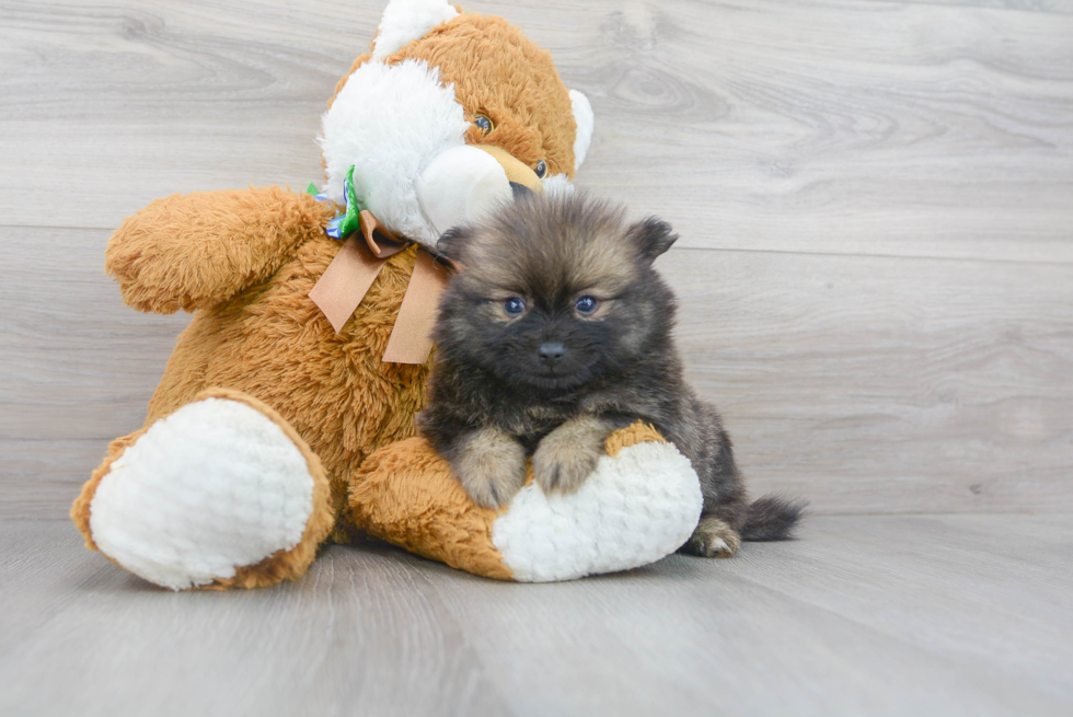 Meet Caprio - our Pomeranian Puppy Photo 2/3 - Florida Fur Babies