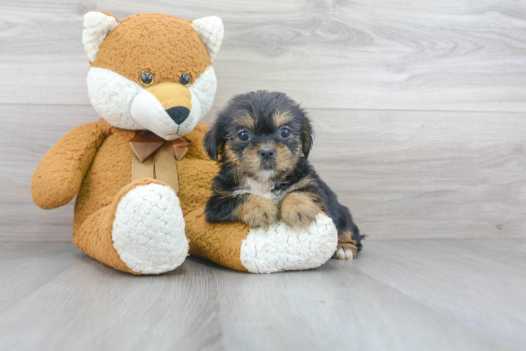 Meet Crossiant - our Shorkie Puppy Photo 1/3 - Florida Fur Babies
