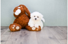 Meet Ichabod - our Bichon Frise Puppy Photo 3/3 - Florida Fur Babies