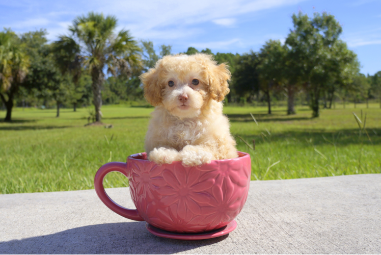 Meet Oz - our Cavapoo Puppy Photo 1/2 - Florida Fur Babies