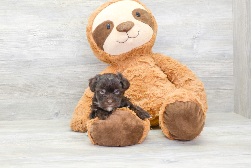 Meet Star - our Havapoo Puppy Photo 2/4 - Florida Fur Babies