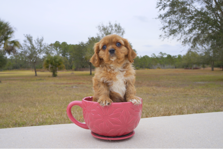 Meet Foxtrot - our Cavalier King Charles Spaniel Puppy Photo 1/3 - Florida Fur Babies