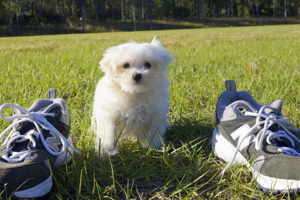 Meet Noah - our Maltese Puppy Photo 3/3 - Florida Fur Babies