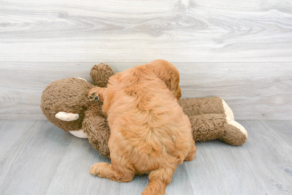 Meet Astro - our Mini Goldendoodle Puppy Photo 3/3 - Florida Fur Babies