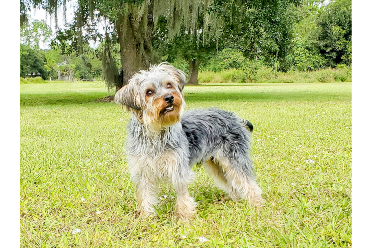 Meet Brady - our Yorkshire Terrier Puppy Photo 1/3 - Florida Fur Babies