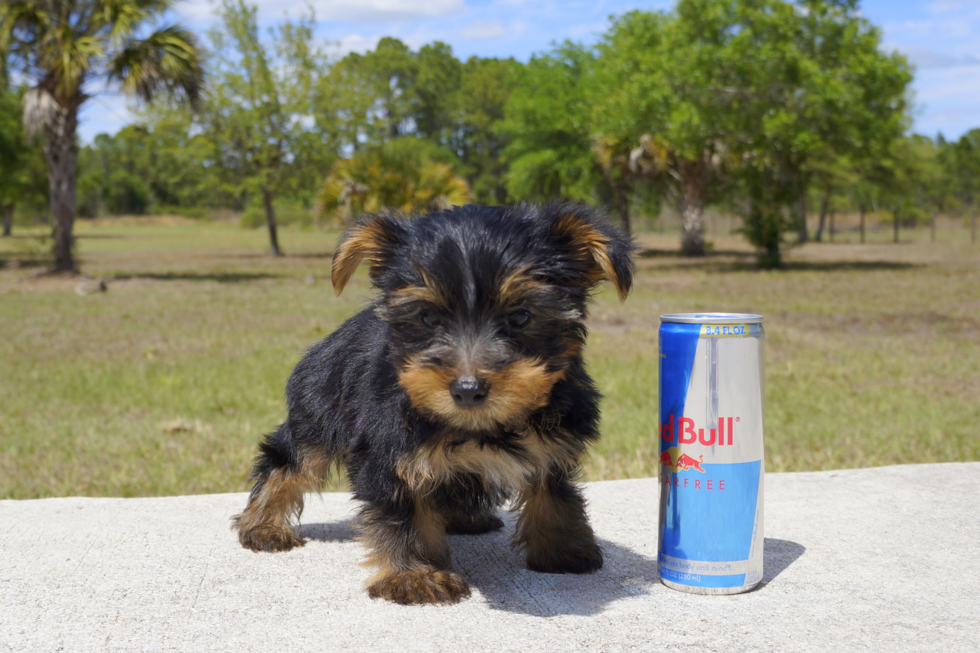 Meet Madison - our Yorkshire Terrier Puppy Photo 4/4 - Florida Fur Babies