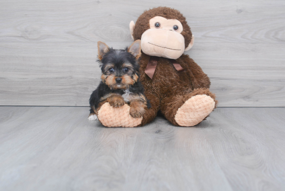 Meet Roscoe - our Yorkshire Terrier Puppy Photo 2/2 - Florida Fur Babies