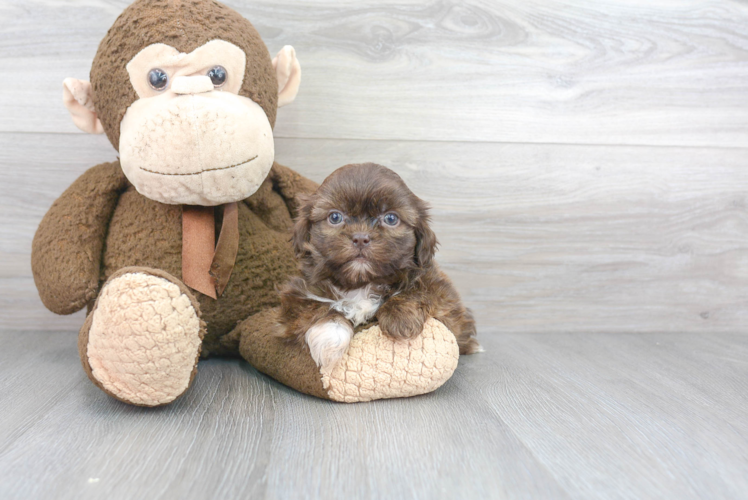 Meet Florence - our Shih Tzu Puppy Photo 1/3 - Florida Fur Babies