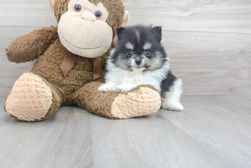 Meet Aj - our Pomeranian Puppy Photo 2/3 - Florida Fur Babies