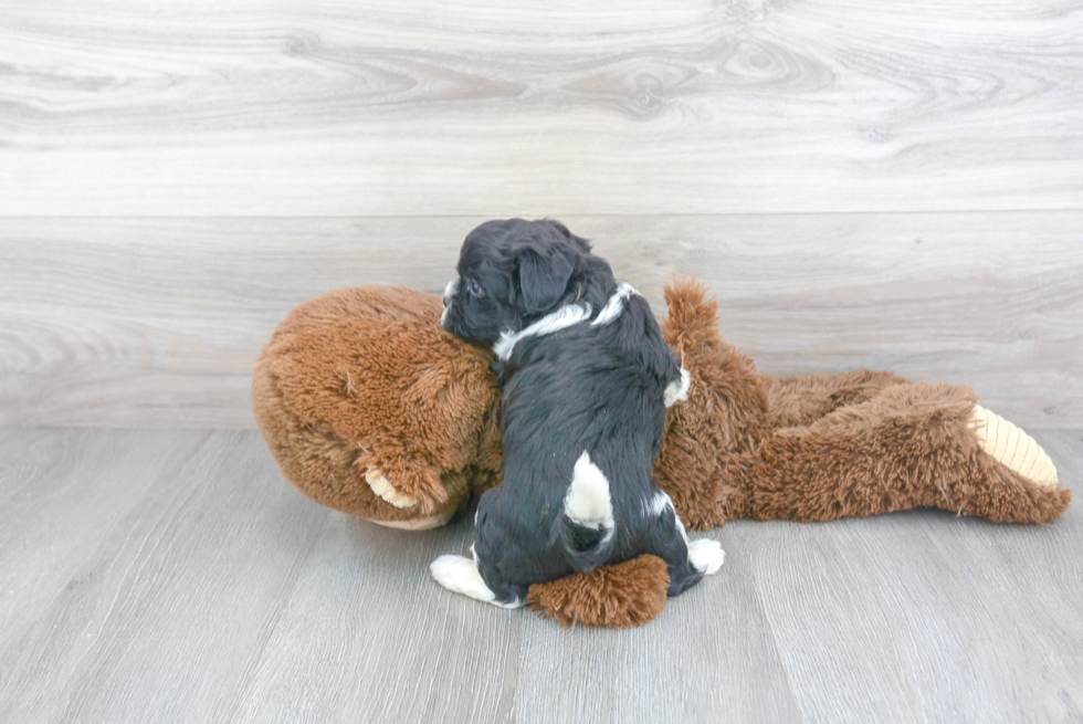 Meet Milo - our Teddy Bear Puppy Photo 3/3 - Florida Fur Babies