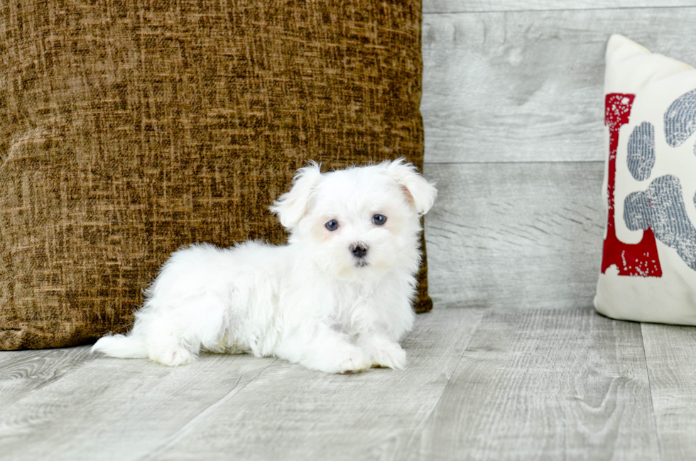 Meet Nathan - our Maltese Puppy Photo 3/4 - Florida Fur Babies