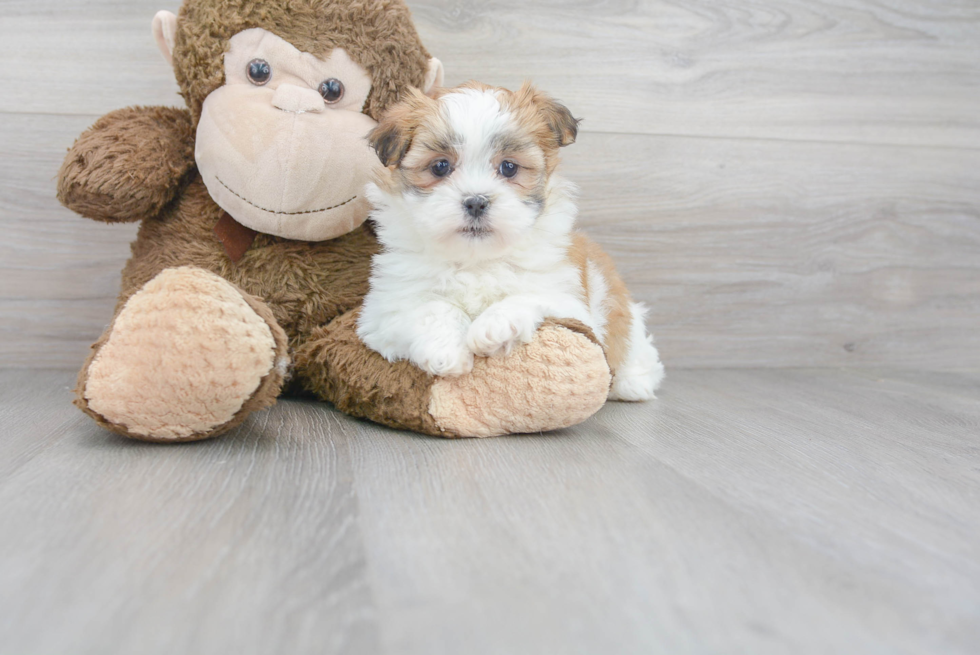Meet Joann - our Teddy Bear Puppy Photo 1/3 - Florida Fur Babies