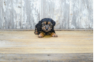 Meet Melvin - our Yorkie Poo Puppy Photo 3/3 - Florida Fur Babies
