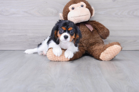 15 week old Cavalier King Charles Spaniel Puppy For Sale - Florida Fur Babies