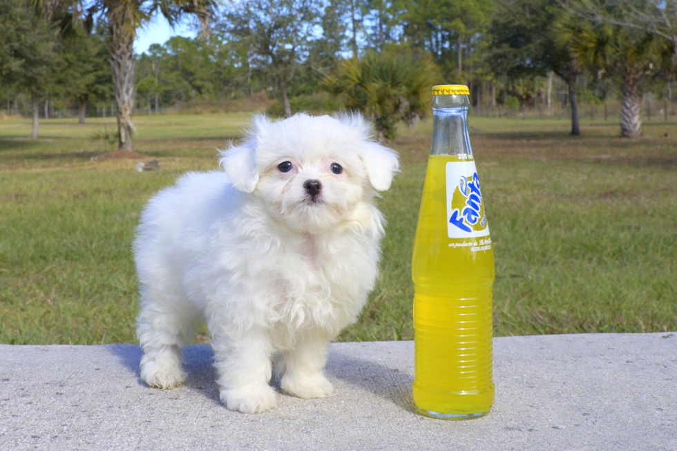 Meet Kirby - our Maltipom Puppy Photo 4/5 - Florida Fur Babies