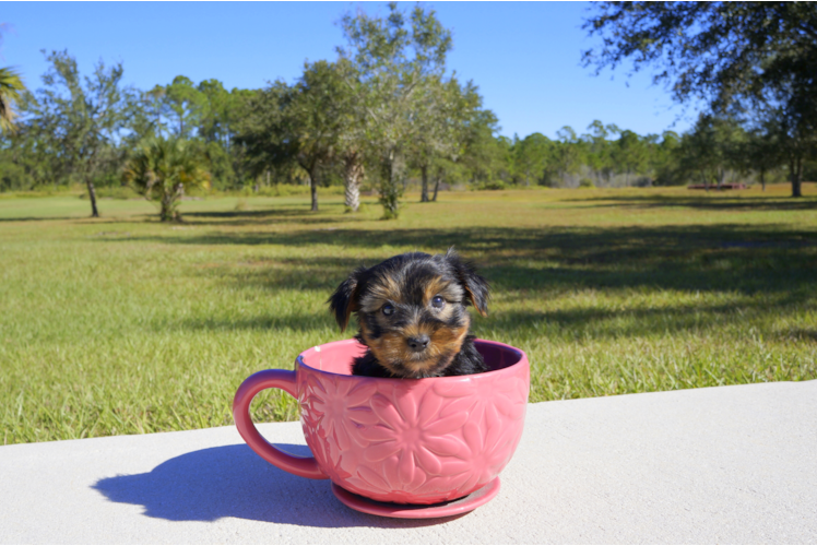 Meet Clay - our Yorkshire Terrier Puppy Photo 3/4 - Florida Fur Babies