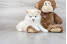 Meet Jeter - our Pomsky Puppy Photo 2/3 - Florida Fur Babies