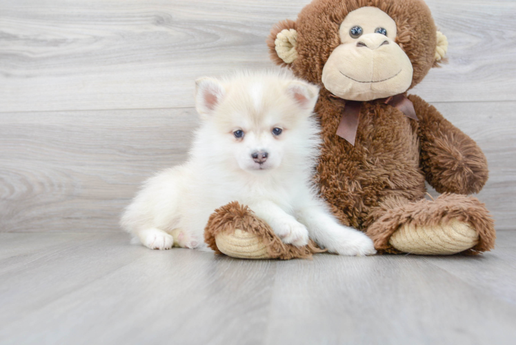 Meet Jeter - our Pomsky Puppy Photo 2/3 - Florida Fur Babies
