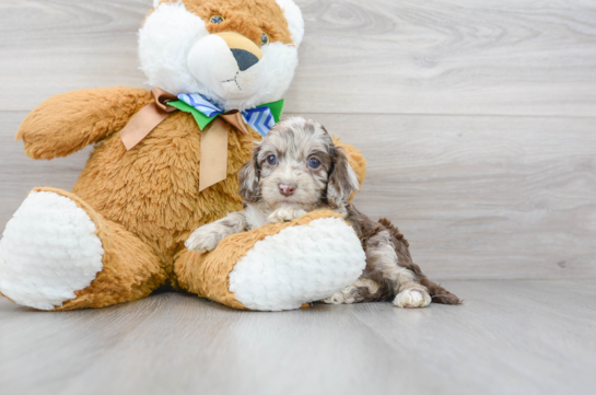 15 week old Cockapoo Puppy For Sale - Florida Fur Babies
