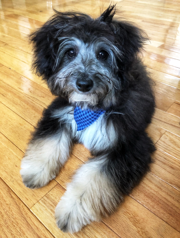 Mini Aussiedoodle Being Cute